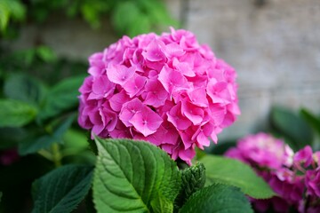 Obraz premium pink hydrangea