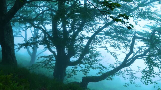Beech forest (Fagus sylvatica) in the mist in spring in the Collados del As&oacute;n Natural Park. Hills of Ason Natural Park. Soba Valley, Cantabria, Spain, Europe
