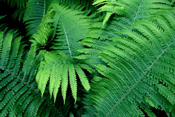 Green natural fern pattern close up.