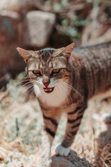 Rethymno Travel Teal+Orange