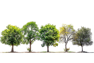 Fototapeta premium tree isolated on white background