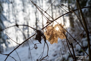 Sunlight shining through a dried leaf in a winter forest with snow-covered ground.