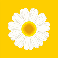 Daisy Flower illustration, Isolate Floral and Botany Graphic Elements, Cute White Flower, Decoration Clip art in Nature Theme, Minimal Vector stock