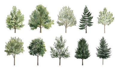 Watercolor Tree Illustrations Featuring a Variety of Green Foliage and Evergreen Trees