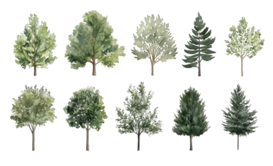 Watercolor Tree Illustrations Featuring a Variety of Green Foliage and Evergreen Trees