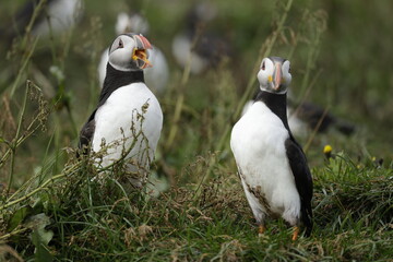 Puffin of Iceland