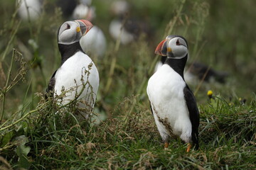Puffin Iceland