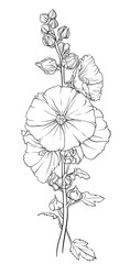 Detailed and colorful illustration of a lush green mallow branch with many leaves and bright inflorescences. Elegant image of hollyhock flowers