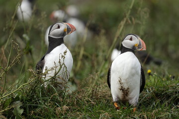 Obraz premium Puffin Iceland