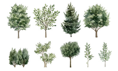 Obraz premium Watercolor Tree Illustrations Featuring a Variety of Green Foliage and Evergreen Trees