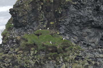 Puffin Iceland