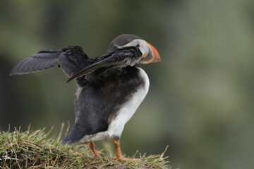 Puffin Iceland