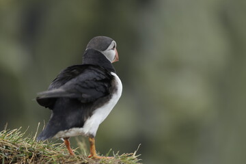 Puffin Iceland