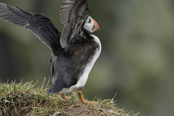 Puffin Iceland
