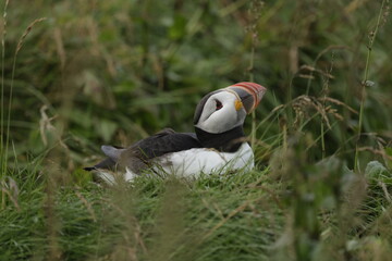 Puffin Iceland