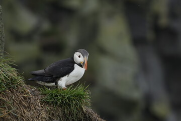 Puffin Iceland