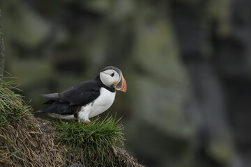 Puffin Iceland