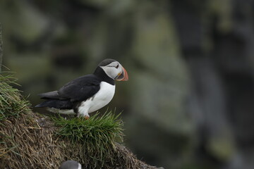 Puffin Iceland