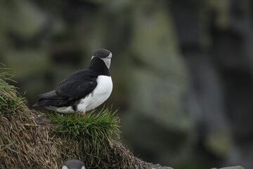 Puffin Iceland