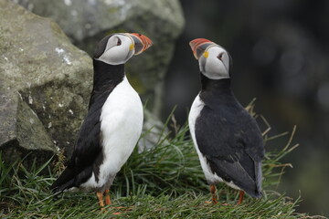 Puffin Iceland