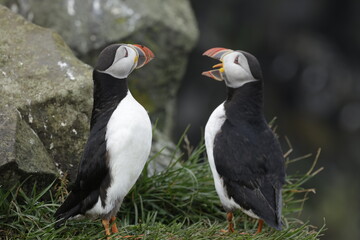 Puffin Iceland