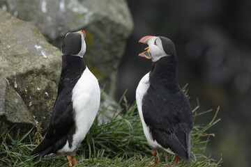 Puffin Iceland