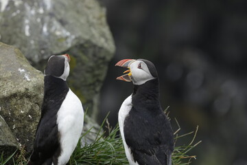 Puffin Iceland