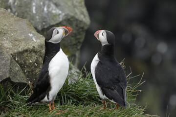 Puffin Iceland