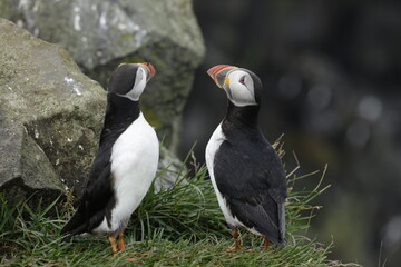 Puffin Iceland