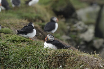 Puffin Iceland