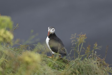 Puffin Iceland