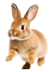 Obraz premium PNG Mammal animal rodent bunny.