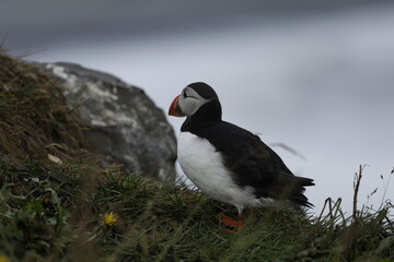 Puffin Iceland