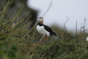 Atlantic Puffin, Iceland