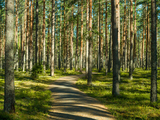 Path in pine forest in Finland