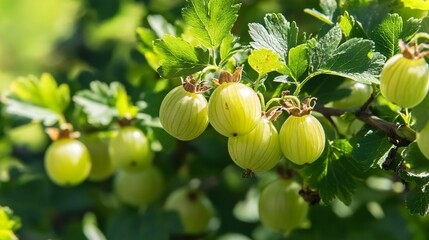 A close-up of a gooseberry bush in full bloom, with clusters of green berries nestled among dark green leaves, under a bright, clear sky