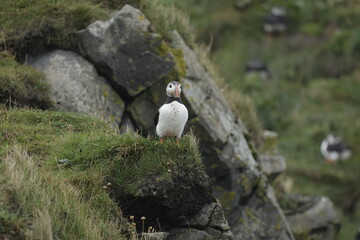 Puffin Iceland