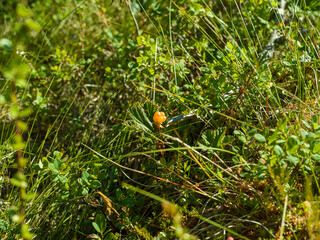 Cloudberry on swamp in Finland