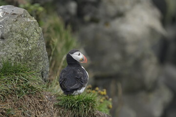 Puffin Iceland