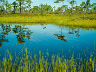 reflection of trees in water on a small forest lake in Finland