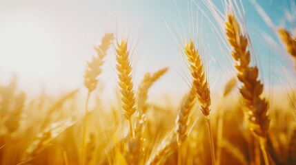 Golden wheat stalks bask under a bright sky, illuminated by soft sunlight, symbolizing growth, harvest, and the simplicity of the countryside life.
