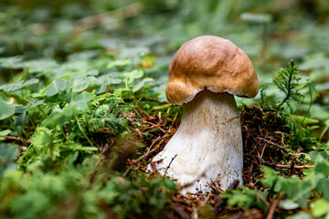 White mushroom in a mountain forest. Wet forest with mushrooms.