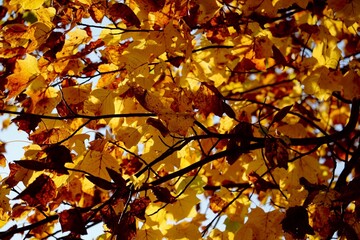 autumn leaves background