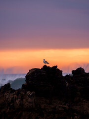 Seagull Silhouette Standing on a Rock at Sunset
