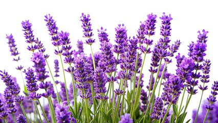 Obraz premium Lavender Blossom Flower Plants Isolated on Transparent Background