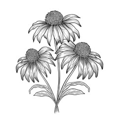 Echinacea purpurea herb outlines. Alpine flowers and leaves. Hand drawn vector sketch illustration