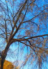 Obraz premium A Barren Tree Stands Tall Against a Clear and Bright Blue Sky During Autumn Season