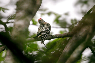 El pico mexicano ​ es una especie de ave piciforme de la familia Picidae. Es un ave de tamaño medio, nativa de América Central y América del Norte: Belice, El Salvador, Estados Unidos