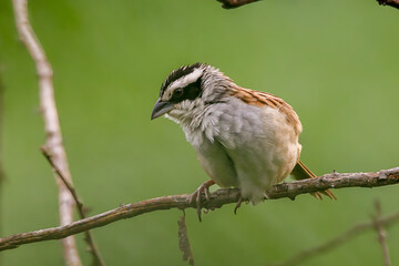Zacatonero Serrano Mexicano Oriturus superciliosus ssp. superciliosus