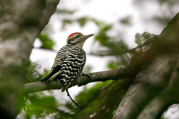 El pico mexicano ​ es una especie de ave piciforme de la familia Picidae.